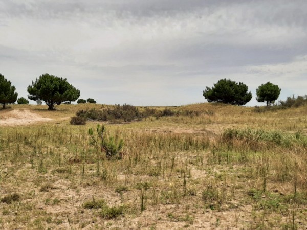 CHACRAS DE 4,5 HECTAREAS CON ACCESO A LA PLAYA ZONA MAR AZUL