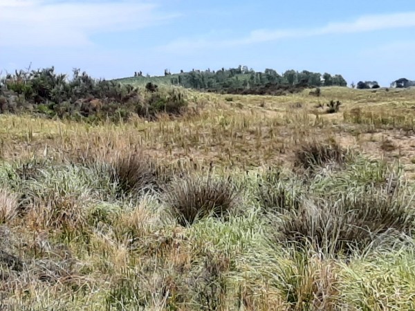 TERRENOS DE 4,5 HECTAREAS CERCA DEL MAR ZONA MAR AZUL