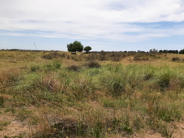 TERRENOS DE 4,5 HECTAREAS CERCA DEL MAR ZONA MAR AZUL
