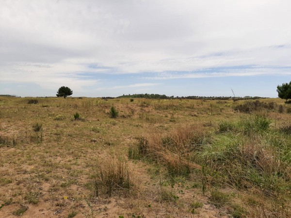 TERRENOS DE 4,5 HECTAREAS CERCA DEL MAR ZONA MAR AZUL