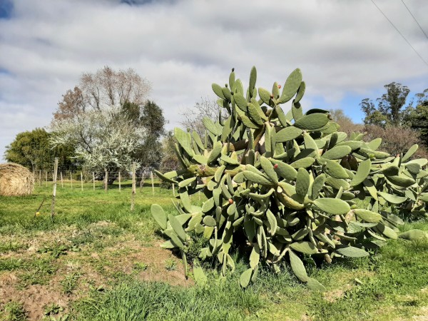 LOTES EN EL NUEVO BARRIO ALTOS DEL CRUCE BALCARCE