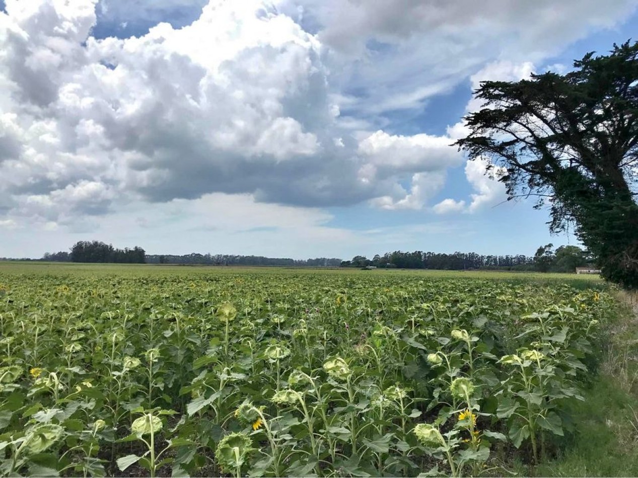 Venta campo agricola en Miramar, General Alvarado