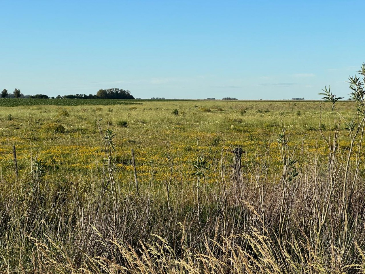 VENTA CAMPO MIXTO MACEDO